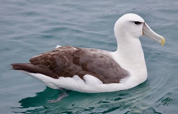 White-capped albatross