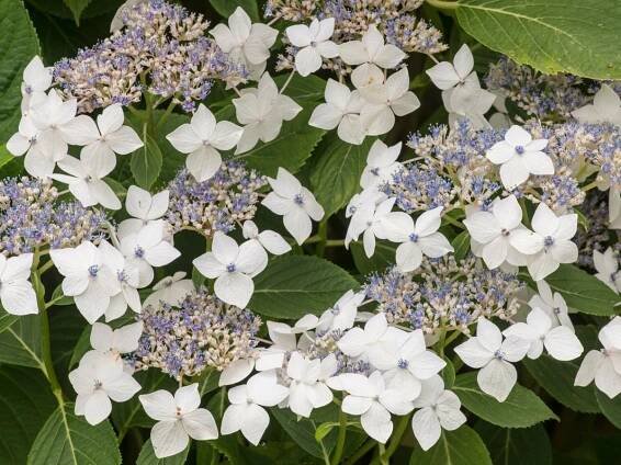 Best hydrangea varieties – 15 favorite flowering shrubs to try
