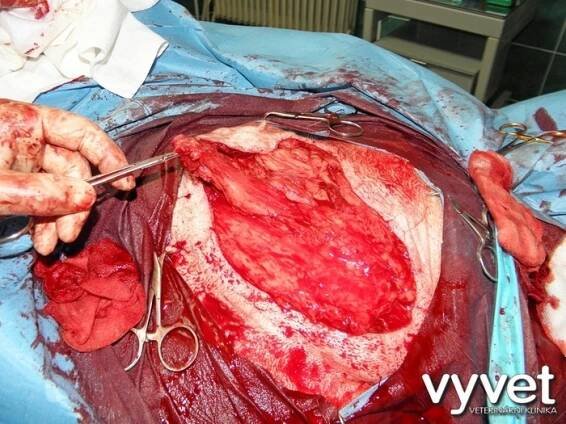 Operace tříselné kýly u feny slovenského čuvače | Veterinář Vyškov