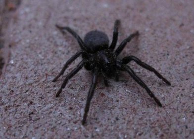 Domácí pavouci: jsou nebezpeční pro lidi, druhy, znaky