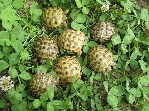 Marginata | Testudo horsfieldii – želva stepní