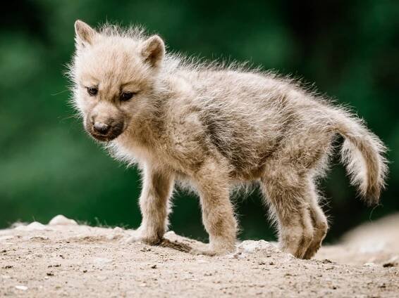 Exkluzivně pro Brňana: brněnská zoo plná zážitků, využijte nový bus! - Brňan