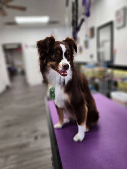 Cat Boarding Services | Pet Play Place Georgia