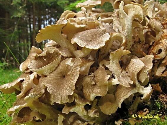 Choroš oříš - Polyporus umbellatus - Kudluv fotoatlas hub