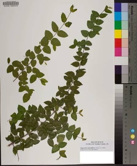 Sageretia minutiflora - Species Page - APA: Alabama Plant Atlas 