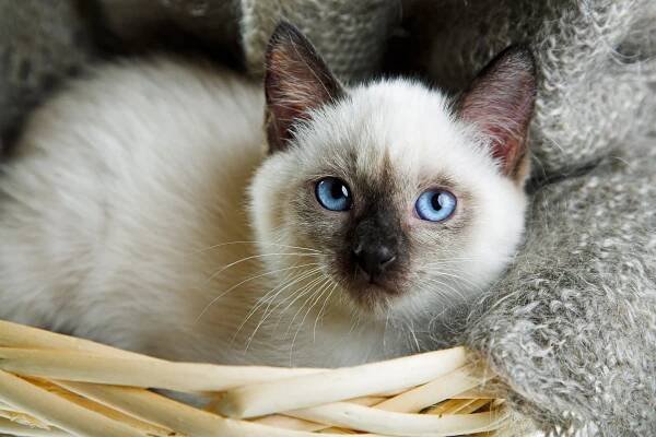 Jména pro kočky– jak si poradit s výběrem? - Pet Amour