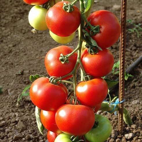 Rajče Dafne F1 – Solanum lycopersicum – osivo rajčat