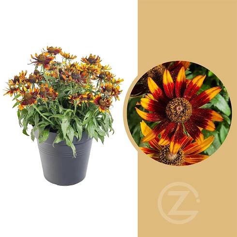 Třapatka, Rudbeckia Sunbeckia, hnědá, velikost kontejneru 5 l