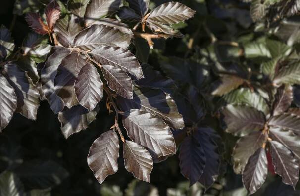 Fagus sylvatica 'Atropurpurea'