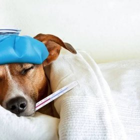 Top 3 Signs Your Dog Is Trying to Tell You They're Unwell