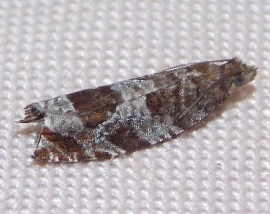 Moth Gallery - BRITISH NATURE GUIDE