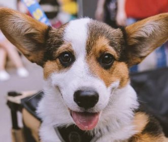 A giant corgi parade is coming back to Montreal: Route, map and time