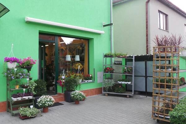 Květiny Bellis foto 1