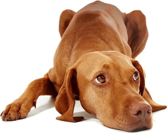 vizsla-png-transparent-vizslapng-images-pluspng-wirehaired-vizsla-png-551_440