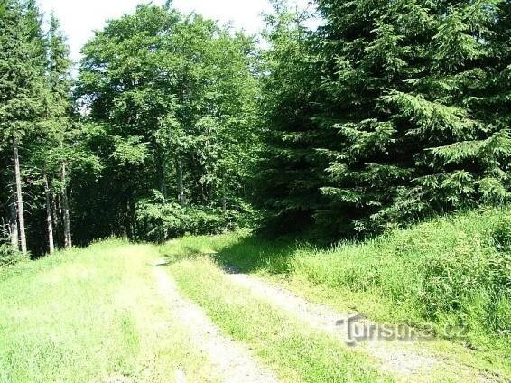 Tanečnice