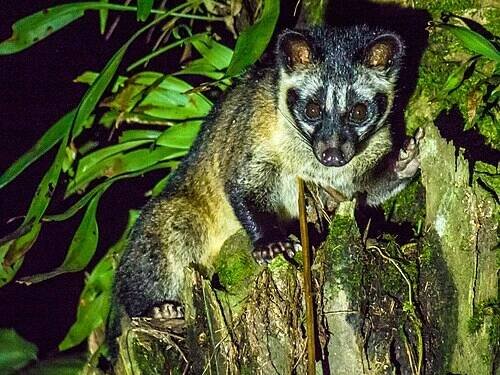 Paradoxurus - Wikipedia