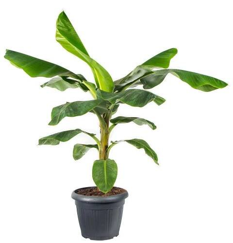 Banánovník zakrslý, Musa dwarf cavendish, obal 35 cm,skladem