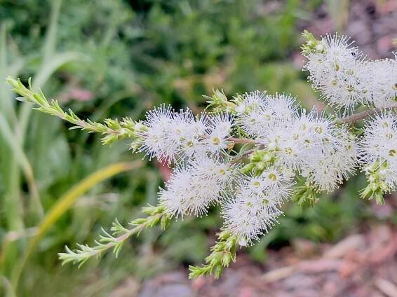Kajeput střídavolistý (Melaleuca alternifolia Cheel)