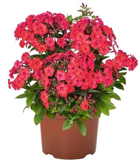 81131 Phlox paniculata Flame® Watermelon 45545(1)