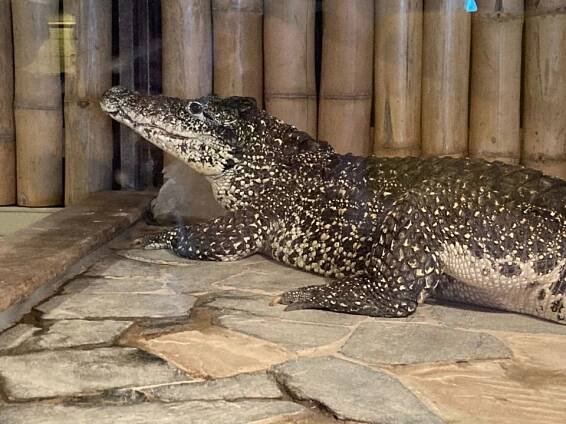 Krokodýlí ZOO