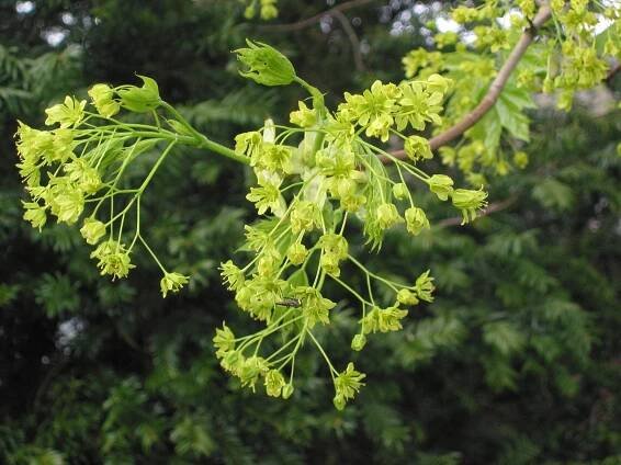BCP/Acer platanoides