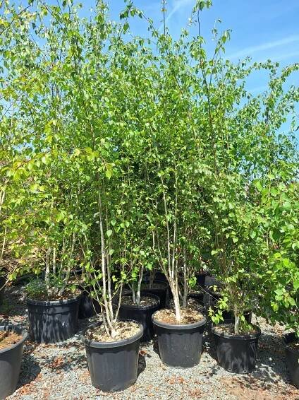 Betula utilis var. jacquemontii, výška 350+, vícekmen, kontejner 70l