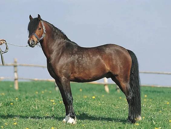 Welsh Cob Pferd