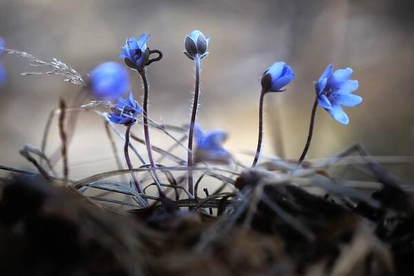 Jaterník podléška (Hepatica nobilis)