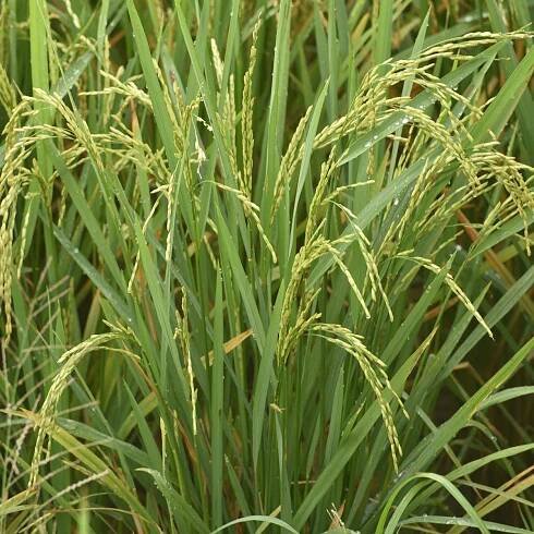 Rýže setá - Oryza sativa - semena - 12 ks