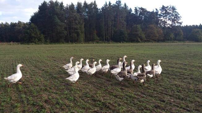 Husí farma Živanice - husy jdou na pastvu | foto: Jitka Slezáková,  Český rozhlas