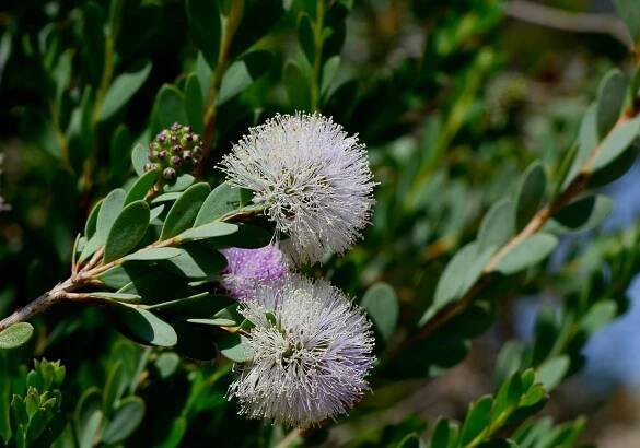 Чайное дерево Melaleuca alternifolia листья