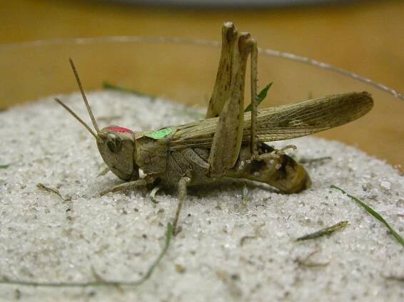 Samička saranče dlouhokřídlé (Chorthippus brunneus) kladoucí vajíčka do písčitého substrátu (odchov)