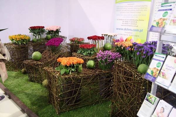 senioři - Flora Olomouc - Mikulovice okr. Jeseník