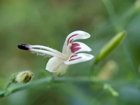 Zavřít zelené Andrographis paniculata (creat, sambiloto, zelená chireta) v přírodě. Jedná se o jednoletou bylinnou rostlinu čeledi Acanthaceae. Bylinné léky s hořkou chutí. — Stock obrázek