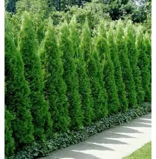 Thuja occidentalis 'Smaragd' 60-80 C3L : Vhv-eshop.cz