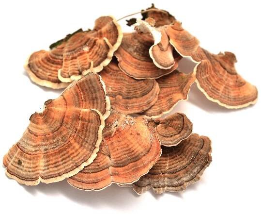 turkey tail mushrooms