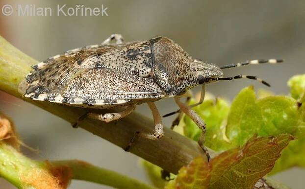 Rhaphigaster nebulosa - kněžice mlhovitá