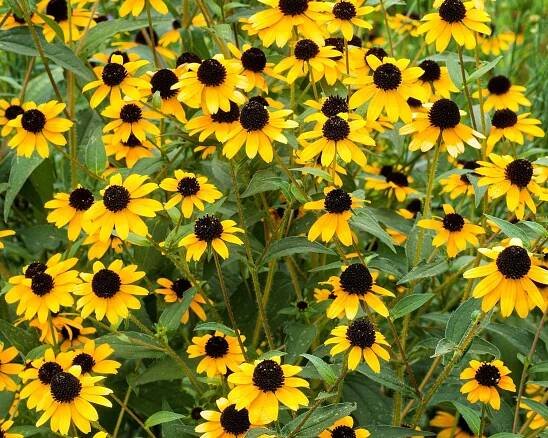 Rudbeckia triloba