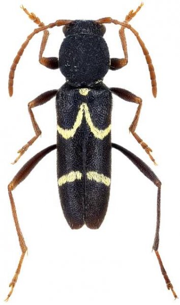 Clytus ciliciensis