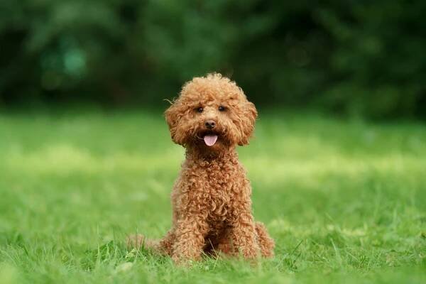miniaturní čokoládový pudl na trávě. mazlíček v přírodě. - maltipoo - stock snímky, obrázky a fotky