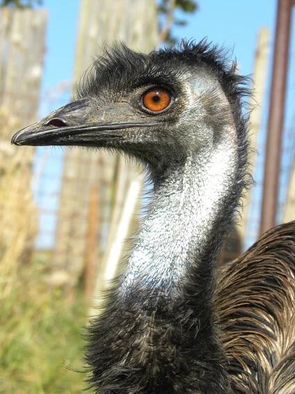 Farma Wenet - Zoo - Broumovsko - Broumov