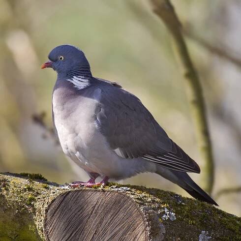 Pigeon ramier