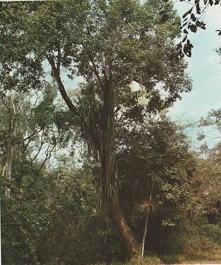 Alchornea glandulosa