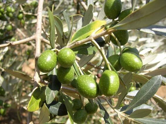L' oliva.