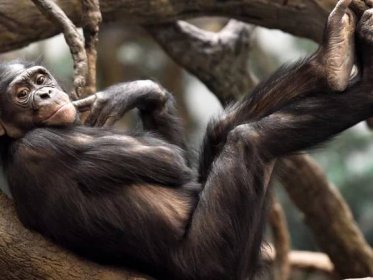 Bonobo Monkeys: 5 Facts About Humanity's Closest Relative