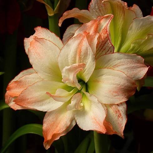 Hvězdník plnokvětý Aphrodite – Hippeastrum – cibulky amarylky