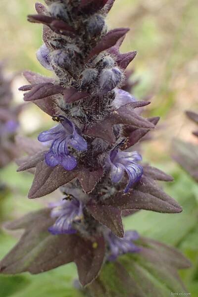 Zběhovec lesní (Ajuga genevensis)