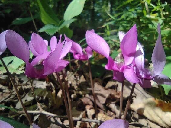 Brambořík nachový (Cyclamen purpurascens), zranitelný lesní druh. Králem lokalit je Prýgl, tedy Brněnská přehrada, kvete v srpnu a září.