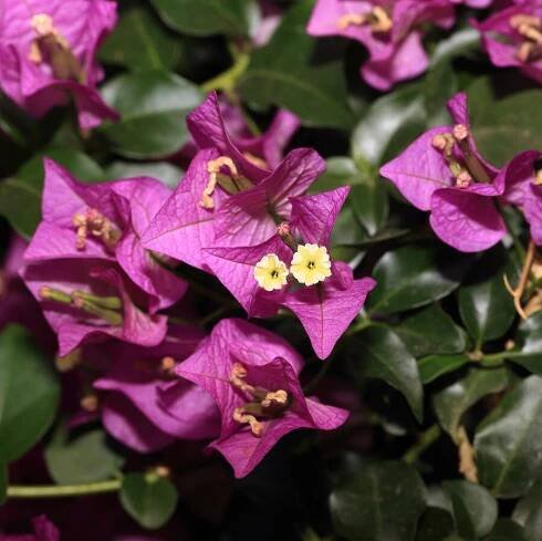 Bugenvilea lysá 'Sanderiana'