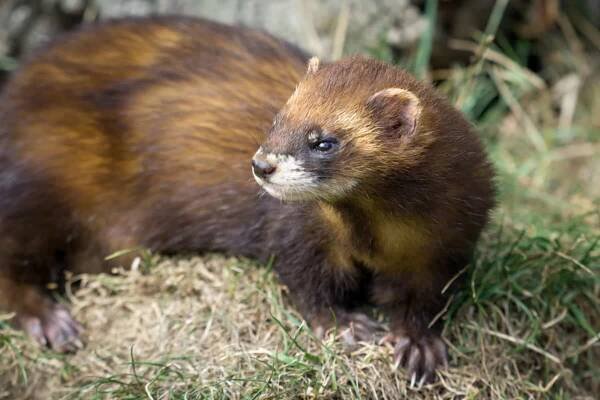Tchoř tmavý (mustela putorius) — Stock obrázek
